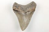 Bargain, 3.49" Fossil Megalodon Tooth - North Carolina - #200711-1